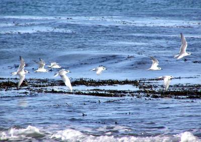 forsters_terns