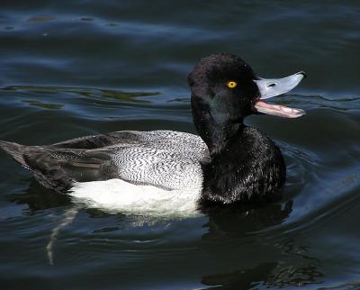 lesser scaup you dont say.jpg