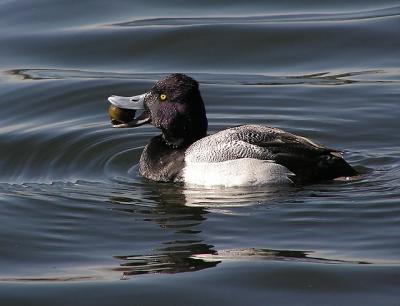 lesser scaup male with a snail.jpg