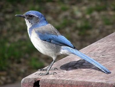 western scrub jay.jpg