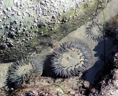 sea anemones.jpg