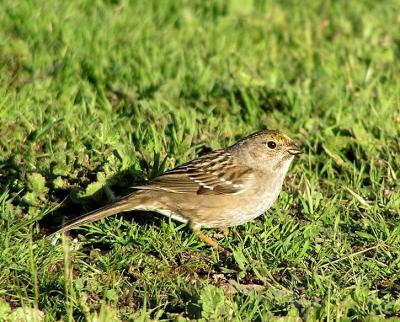 gc sparrow 5.jpg