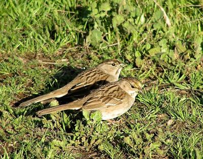gc sparrow twins.jpg