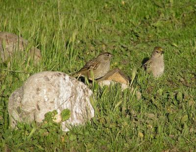 gc sparrows.jpg