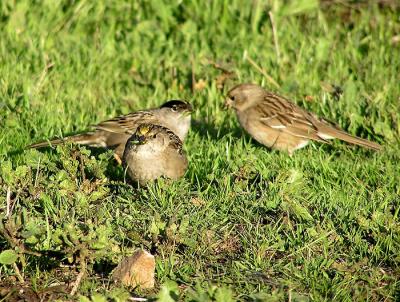 gc sparrows 4.jpg