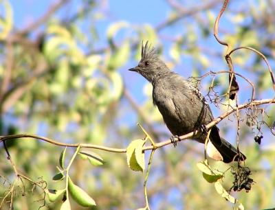 phainopepla female.jpg