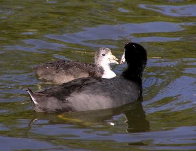coot parent and baby 3.jpg