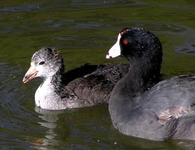 coot parent and baby.jpg