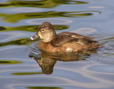 ringneck female.jpg