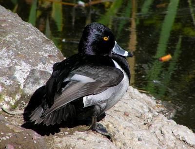 ringneck male.jpg