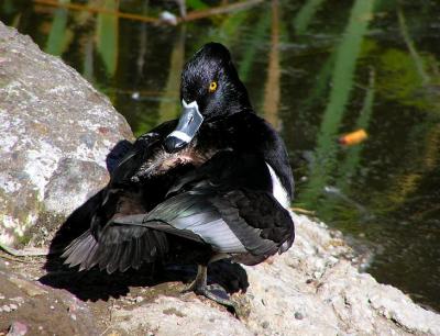 ringneck male 2.jpg