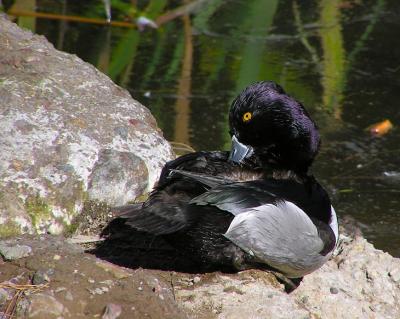 ringneck male 3.jpg