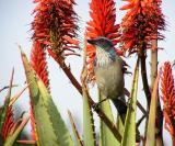 scrub jay arb 4.jpg