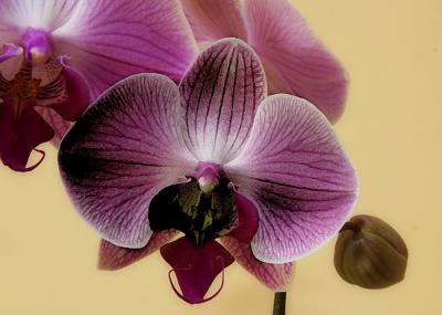 9863-orchid