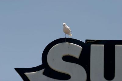 Seagull