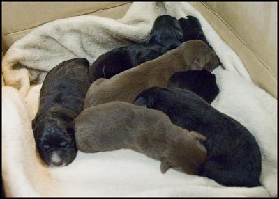 Puppies - 3 days old
