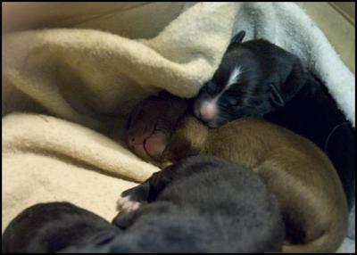 George  - 3 days old
