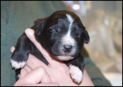 George - 10 days