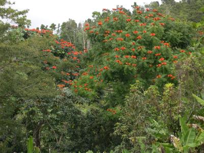 Etapa D:  Tulipanes africanos en Bosque de Carite