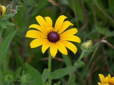 kodak_dx_6490