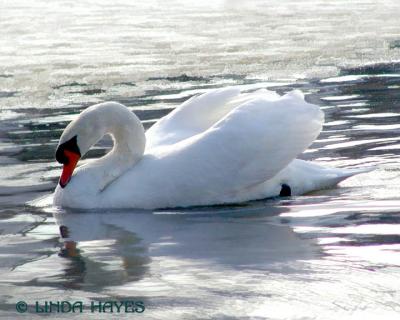 Lake Elkhorn Swan Ice 918bZ