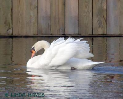 MAR> Lake Elkhorn Swan Queen 933bZ