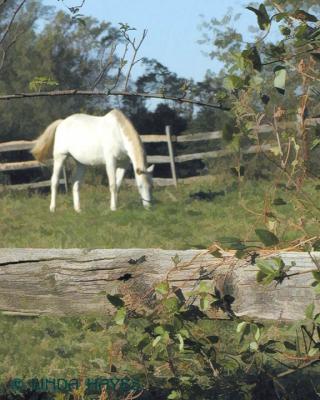 CM Horse Fence 649