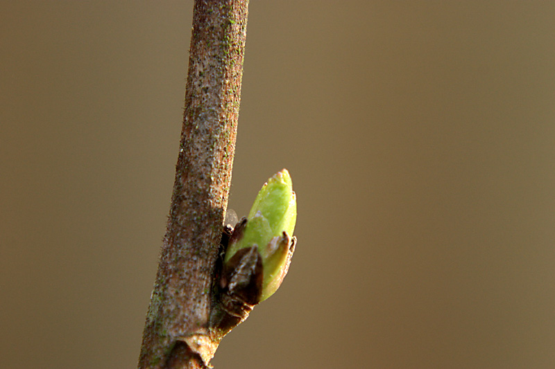 bursting bud of blackcurrant