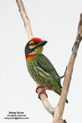 Coppersmith Barbet 

Scientific name - Megalaima haemacephala 

Habitat - Common in forest and edge, usually in the canopy. 

