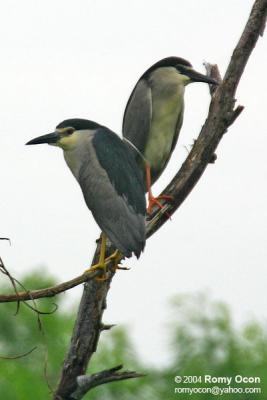 Black-crowned Night-Heron 

Scientific name - Nycticorax nycticorax 

Habitat - Uncommon, roosting in trees often near water during the day, flying out in loose flocks at twilight to feed in a variety of wetlands from ricefields to mangroves. 

