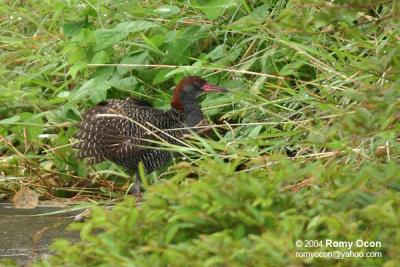 Slaty-breasted Rail 

Scientific name - Gallirallus striatus 

Habitat - Uncommon in freshwater wetlands including ricefields, also in drier grasslands.
