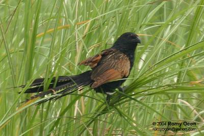 Lesser Coucal 

Scientific name - Centropus bengalensis 

Habitat - Common in grassland and open country, often perched at top of grass. 
