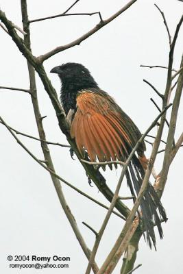 Lesser Coucal 

Scientific name - Centropus bengalensis 

Habitat - Common in grassland and open country, often perched at top of grass. 
