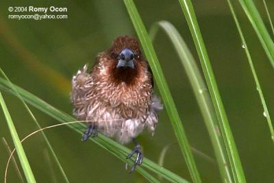 Scaly-Breasted Munia 

Scientific name: Lonchura punctulata 

Habitat: Ricefileds, grasslands, gardens and shrubs. 

