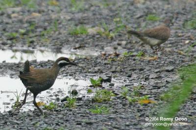 Barred Rail 

Scientific name: Gallirallus torquatus 

Habitat: Edges of wetlands, gardens and drier cogon grasslands. 

(In the background is a spotted dove.)
