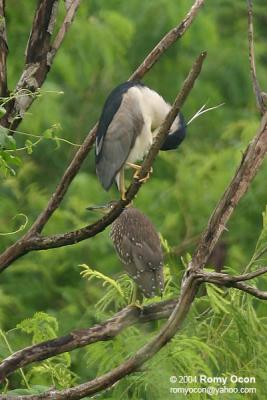 Black-crowned Night-Heron 

Scientific name - Nycticorax nycticorax 

Habitat - Uncommon, roosting in trees often near water during the day, flying out in loose flocks at twilight to feed in a variety of wetlands from ricefields to mangroves. 

