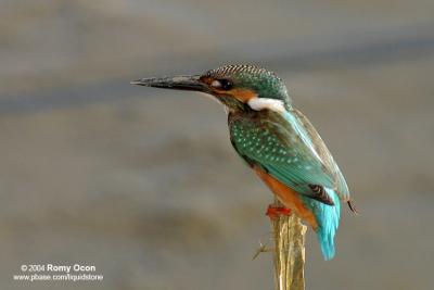 Common Kingfisher 

Scientific Name - Alcedo atthis 

Habitat - Along coasts, fish ponds and open rivers.
