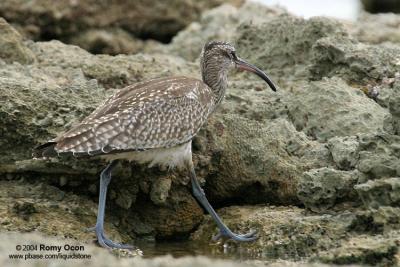 Whimbrel 

Scientific name - Numenius phaeopus 

Habitat - Along the coast in grassy marshes, mud and on exposed coral flats, beaches and sometimes in ricefields.
