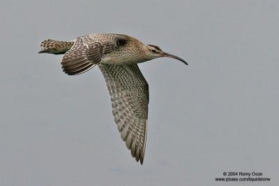 Whimbrel 

Scientific name - Numenius phaeopus 

Habitat - Along the coast in grassy marshes, mud and on exposed coral flats, beaches and sometimes in ricefields. 
