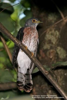 Philippine Hawk-Cuckoo 
(a Philippine Endemic) 

Scientific name - Cuculus pectoralis 

Habitat - Uncommon in all forest levels. 

