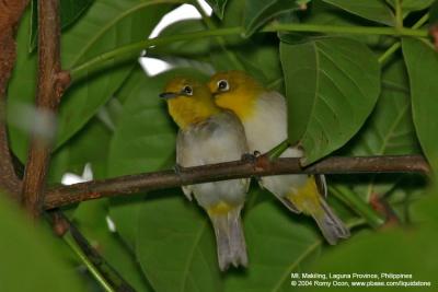 Lowland White-Eye 
(a near Philippine Endemic) 

Scientific name: Zosterops meyeni 

Habitat: Common in lowlands in second growth, scrub and gardens. 
