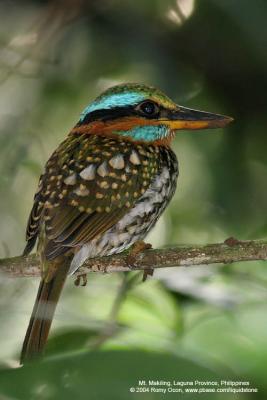 Spotted Wood-kingfisher
(a Philippine endemic)
Scientific name - Actenoides lindsayi
Habitat - Fairly common in lowland forest understory, perches motionless in dark recesses.