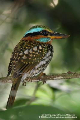 Spotted Wood-kingfisher 
(a Philippine endemic) 

Scientific name - Actenoides lindsayi 

Habitat - Fairly common in lowland forest understory, perches motionless in dark recesses.