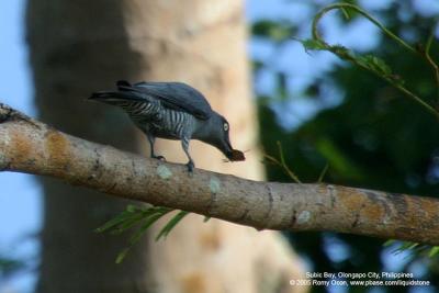 Bar-bellied Cuckoo-shrike (Female)

Scientific name - Coracina striata striata 

Habitat - Forest and forest edge. 

[100-400 L IS + Tamron 2x TC, 740 mm]