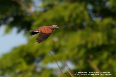 Red Turtle-Dove 

Scientific name - Streptopelia tranquebarica humilis 

Habitat - Fairly common in open country or lawns. 

[400 5.6L in AI servo]