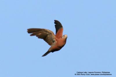Red Turtle-Dove 

Scientific name - Streptopelia tranquebarica humilis 

Habitat - Fairly common in open country or lawns. 

[400 5.6L in AI servo]
