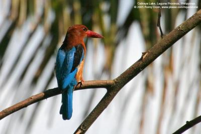 White-throated Kingfisher 

Scientific name - Halcyon smyrnensis 

Habitat - Clearings, along large streams and rivers, and in open country.

[100-400 L IS + Tamron 1.4x TC, 560 mm, hand held]