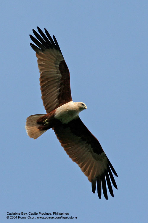 IMG_4262.JPG