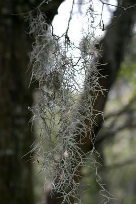 11-Spanish-Moss.jpg