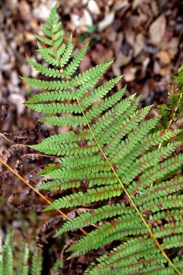 19-Fern-Leaf1.jpg